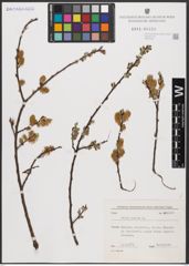 Foto von Salix aurita L.